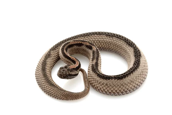 Смугастий пігмеїв гримуча змія — стокове фото