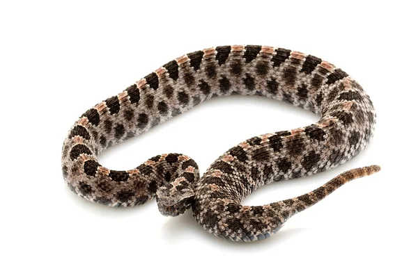 Serpiente de cascabel pigmeo —  Fotos de Stock