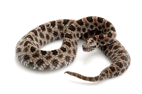 Pygmy rattlesnake — Stock Photo, Image