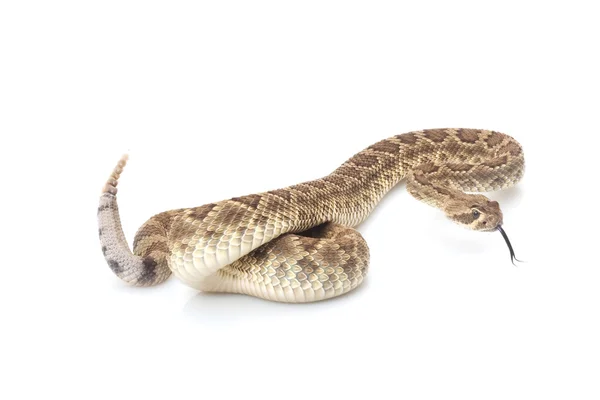 난쟁이 모하비 방울뱀 — 스톡 사진