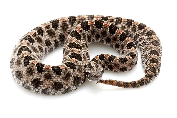 Serpiente de cascabel pigmeo — Foto de Stock