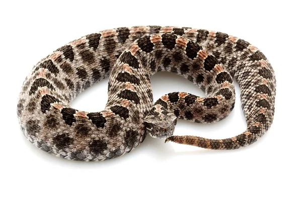 Pygmy rattlesnake — Stock Photo, Image