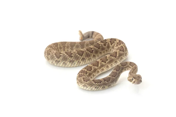 Serpiente de cascabel enana Mojave — Foto de Stock