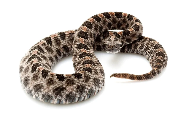 Pigme çıngıraklı yılan — Stok fotoğraf