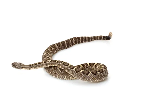 Arizona black rattlesnake — Stock Photo, Image