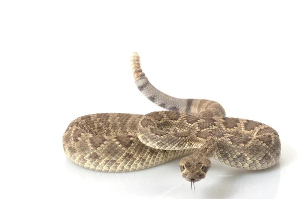 Карликовая гремучая змея — стоковое фото