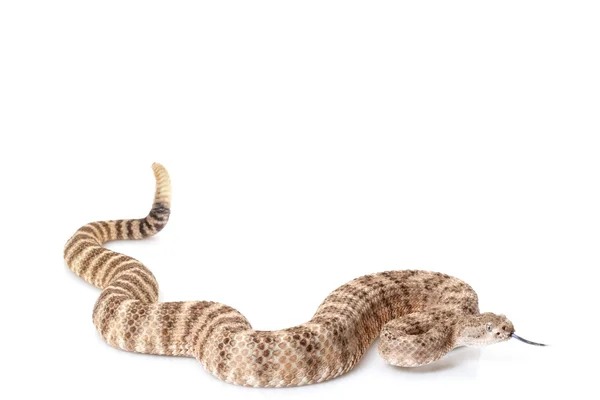 Serpente a sonagli maculato sud-occidentale — Foto Stock