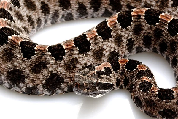 Serpiente de cascabel pigmeo —  Fotos de Stock