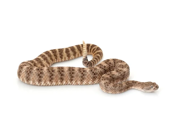 Southwestern speckled rattlesnake — Stock Photo, Image
