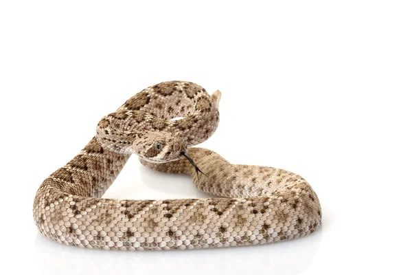 Western diamondback rattlesnake — Stock Photo, Image