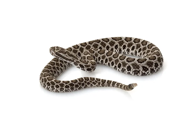 Massasauga — Zdjęcie stockowe