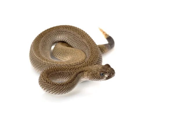 Serpiente de cascabel de diamante occidental sin patrón — Foto de Stock