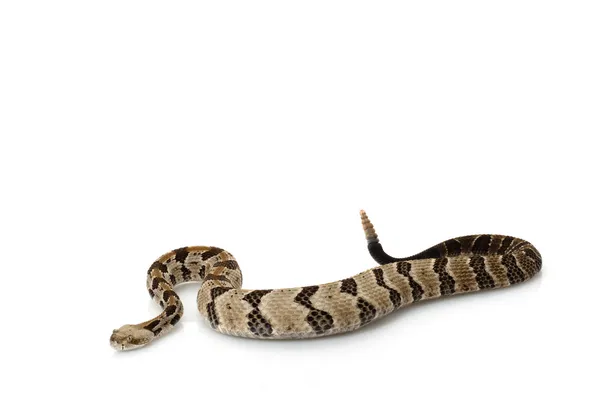 Canebrake çıngıraklı yılan — Stok fotoğraf