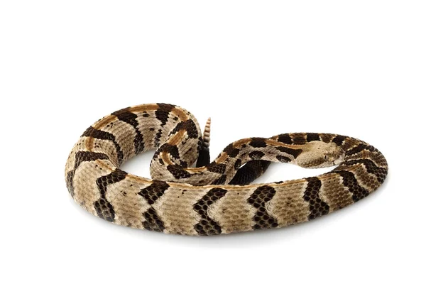 Канебрекская гремучая змея — стоковое фото