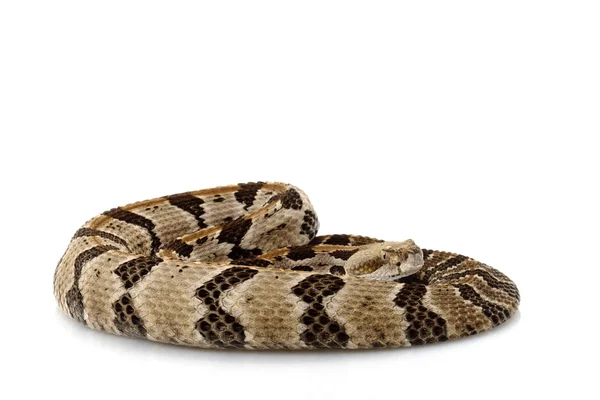 Canebrake çıngıraklı yılan — Stok fotoğraf