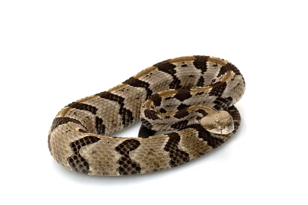 Canebrake csörgőkígyó — Stock Fotó