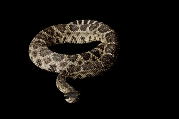 Serpente a sonagli del Diamondback orientale — Foto Stock