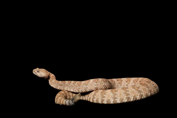 Serpente a sonagli maculato — Foto Stock