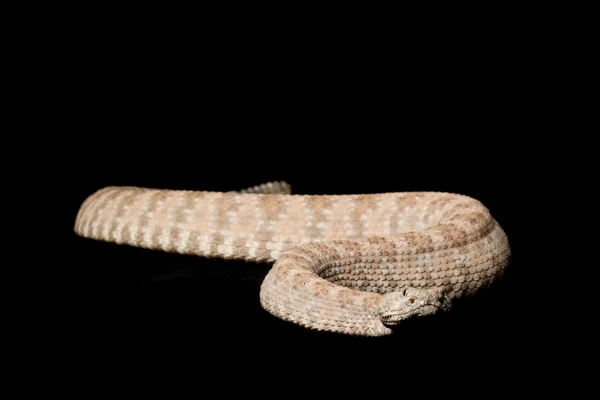 Speckled Rattlesnake — Stock Photo, Image