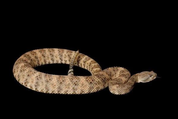 Speckled Rattlesnake — Stock Photo, Image