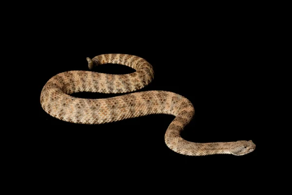 Gespikkelde ratelslang — Stockfoto