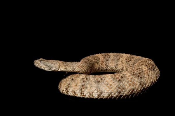 Gefleckte Klapperschlange — Stockfoto