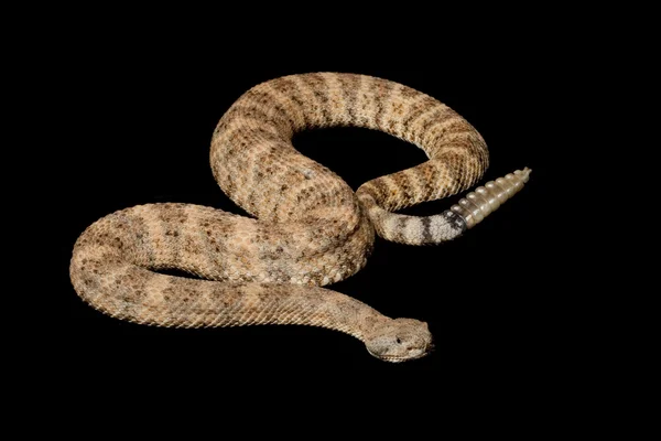 Краеглазка гремучая змея — стоковое фото