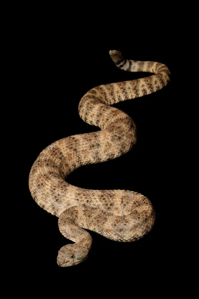 Serpiente de cascabel salpicada —  Fotos de Stock