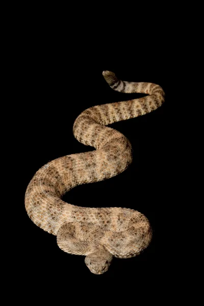 Benekli çıngıraklı yılan — Stok fotoğraf
