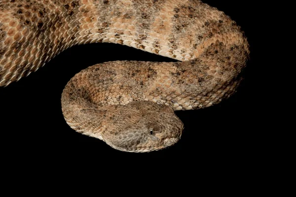 Gefleckte Klapperschlange — Stockfoto