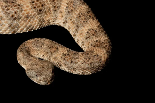 얼룩 덜 룩 한 방울뱀 — 스톡 사진