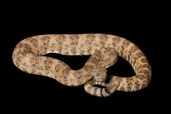 Serpente a sonagli maculato — Foto Stock