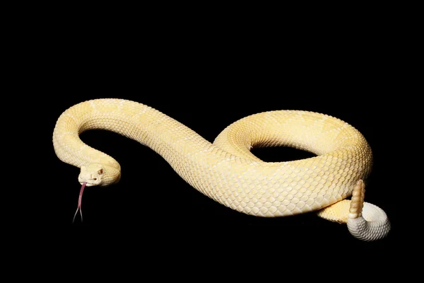 Albino Serpente a sonagli del Diamondback occidentale — Foto Stock