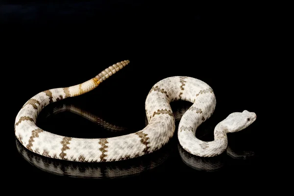 Serpent à sonnette bagué — Photo