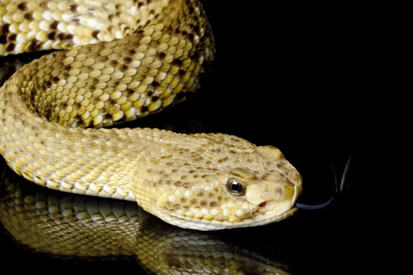 Mexican west coast rattlesnake — Stock Photo, Image