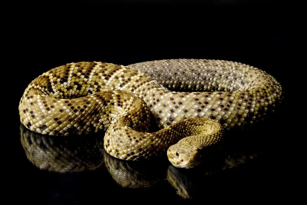 Mexican west coast rattlesnake — Stock Photo, Image