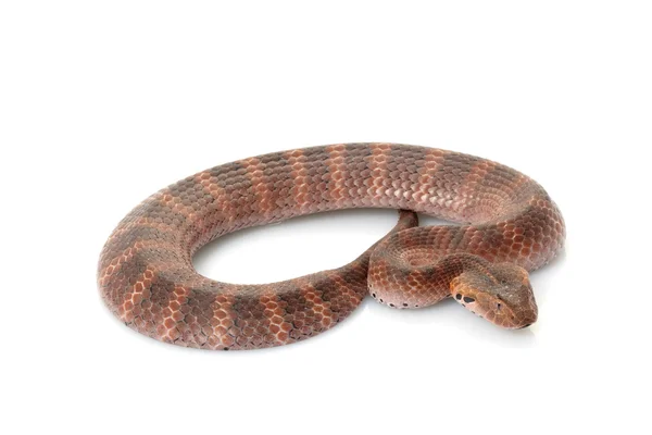 Смертоносная змея — стоковое фото