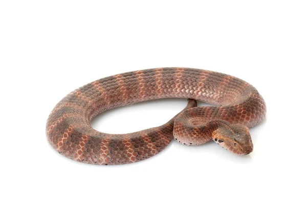 Death adder — Stock Photo, Image