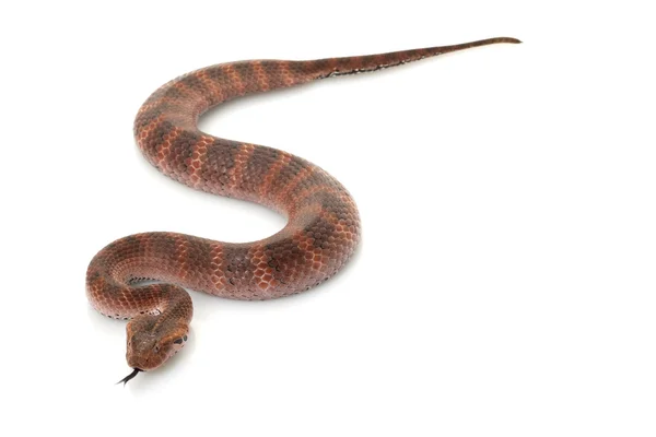 Death adder — Stock Photo, Image