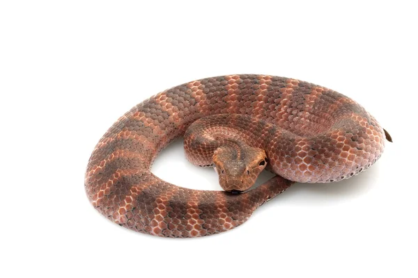 Death adder — Stock Photo, Image