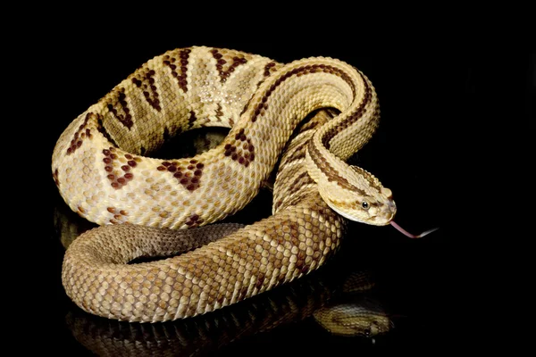 Güney Amerika çıngıraklı yılanı — Stok fotoğraf