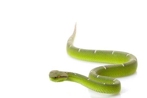 寺毒蛇 — 图库照片