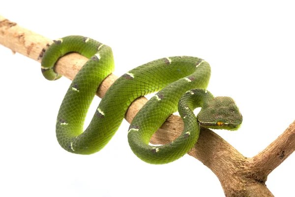 Tempelviper — Stockfoto