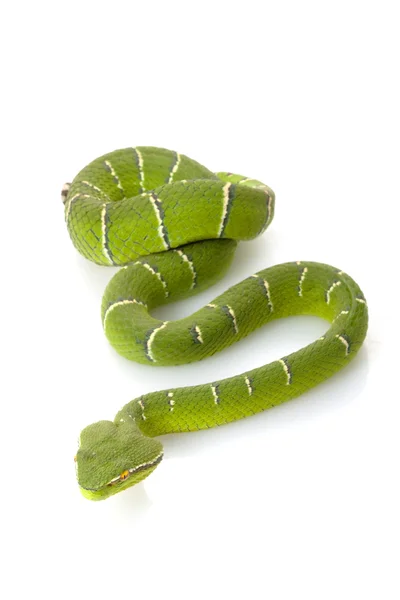 Temple viper — Stock Photo, Image