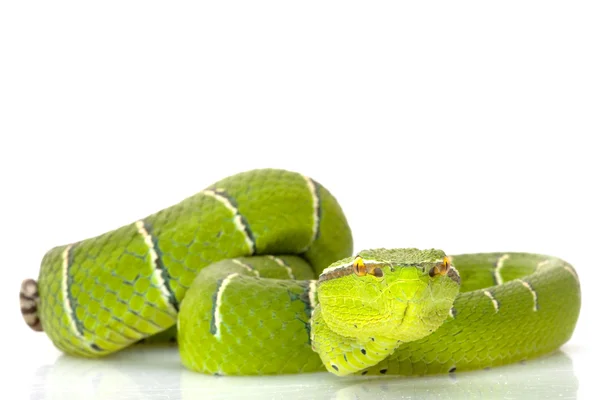 Tempel viper — Stockfoto