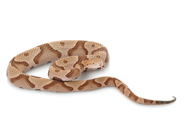 Copperhead — Stock Photo, Image