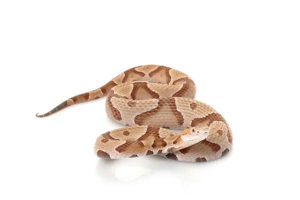 Copperhead — Stock Photo, Image