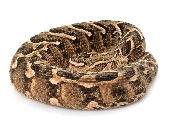 Puff adder — Stockfoto