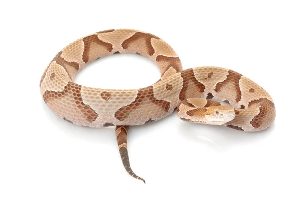 Copperhead — Zdjęcie stockowe