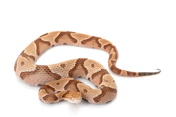 Copperhead — Zdjęcie stockowe